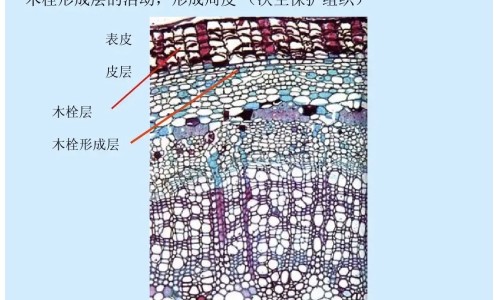 养生和健康有什么区别专区_养生和养生什么区别专区_养生和保健有什么区别网